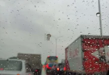 Rahasia Efek Daun Talas: Pasta Gigi atau Kentang?