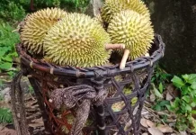 Musim Durian meningkatkan Pendapatan Petani Lokal