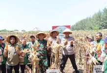 Panen Raya Jagung, Polres Kendal Kawal Ketahanan Pangan