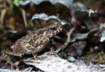 Katak Bisa Membeku Lalu Hidup Kembali