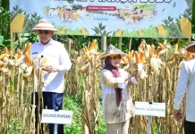 Gorontalo Targetkan Produksi Jagung 1,5 Juta Ton