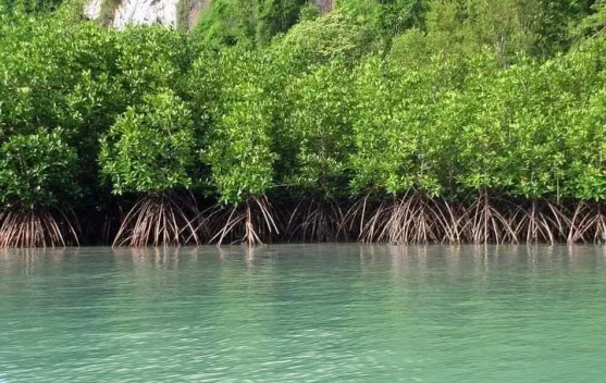Hutan Mangrove, Benteng Pesisir dan Penyerap Karbon Alami