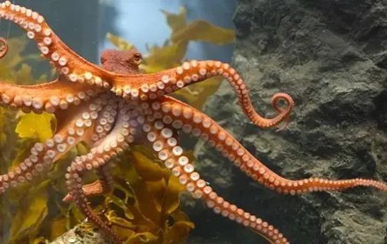 Ilmuwan Meniru “Sihir” Kamuflase Gurita di Laboratorium