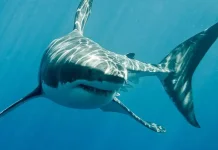 Baju Selam Anti‑Hiu: Bisa Menyelamatkan Nyawa di Laut