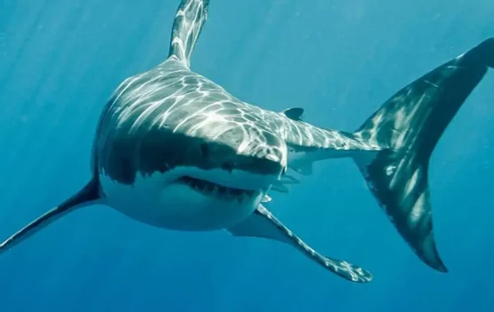 Baju Selam Anti‑Hiu: Bisa Menyelamatkan Nyawa di Laut