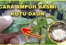 Mengatasi Kutu Pada Tanaman Cabe