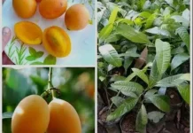 Cara Budidaya Buah Gandaria dengan Langkah Mudah