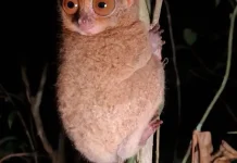 Tarsius Bangka dalam Ancaman, Populasi Kian Menurun