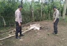 Polres Malang Bongkar Arena Sabung Ayam di Kalipare