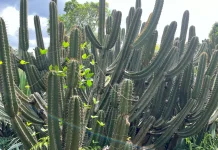 Pesona Kaktus Apel Peru di Kebun Raya Bogor