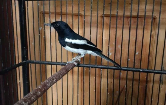 Inilah Langkah Tepat Melatih Kacer di Usia Ideal