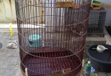 Empat Warna yang Memiliki Efek Psikologis pada Burung