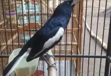 Inilah Nama Kacer yang Mencetak Sejarah Transaksi Termahal