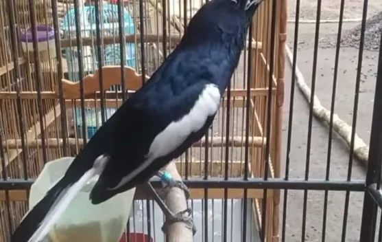 Inilah Nama Kacer yang Mencetak Sejarah Transaksi Termahal