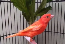 Mengenal Jenis-Jenis Kenari Paling Populer di Indonesia