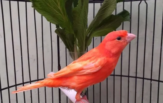 Mengenal Jenis-Jenis Kenari Paling Populer di Indonesia