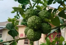 Filosofi Dibalik Jeruk Purut