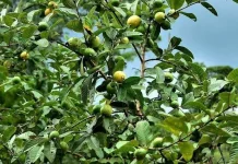 Morfologi Jambu Biji, Tanaman Buah Tropis Kaya Manfaat