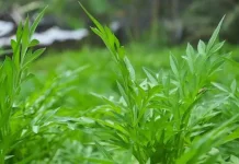 Manfaat Daun Kenikir untuk Kesehatan