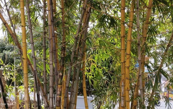 Pekarangan Tropis, Bambu Kuning Sebagai Pagar Alami