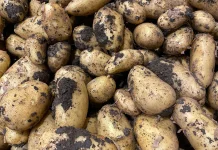 Sejarah Kentang, dari Andes hingga Menjadi Pangan Dunia