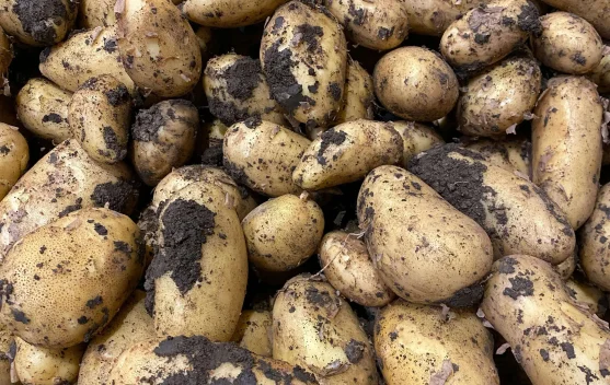 Sejarah Kentang, dari Andes hingga Menjadi Pangan Dunia