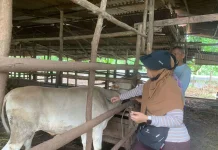 Tahun 2026, Riau Dapat Vaksin PMK 44.700 Dosis