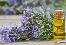 Rosemary, Tanaman Bunga Multi Manfaat