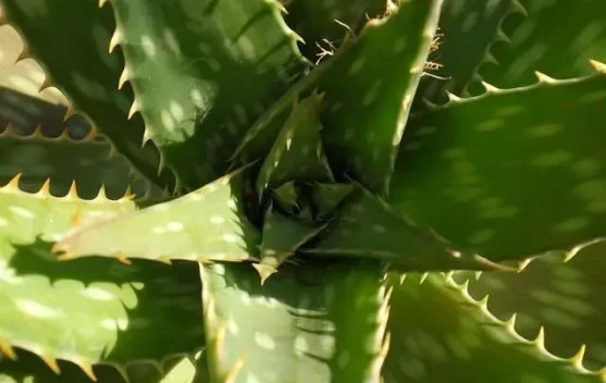 Dinas Pertanian DIY Kenalkan Manfaat Lidah Buaya   