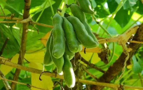 Kacang Benguk, Manfaat Sehat dan Cara Mengolah Aman