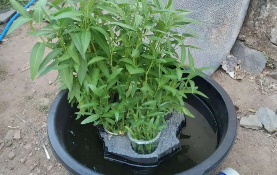 Keunggulan Berkebun Dengan Pola Hidroponik 