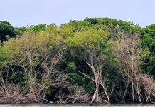 Terdampak Rob, Desa Bedono Jadi Laboratorium Hidup Undip
