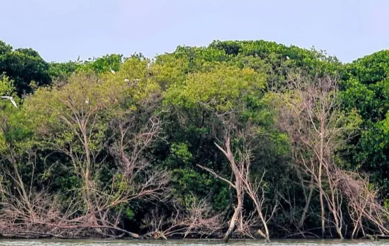 Terdampak Rob, Desa Bedono Jadi Laboratorium Hidup Undip