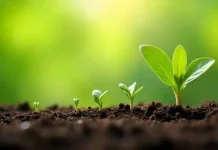 Jenis Media Tanam Tanpa Tanah