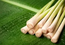 Ini Dia Manfaat Sereh Untuk Wanita