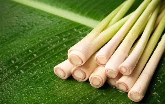 Ini Dia Manfaat Sereh Untuk Wanita