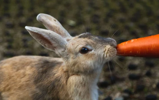 Daftar Pilihan Makanan Utama Kelinci agar Tetap Sehat