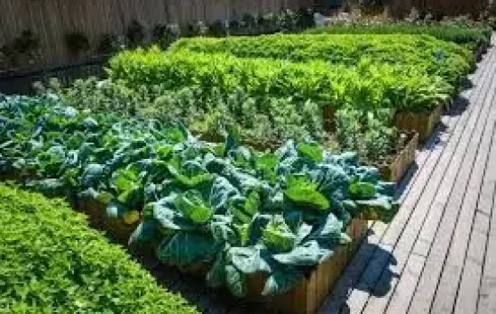 Tips Berkebun Sukses untuk Pemula dan Pecinta Tanaman