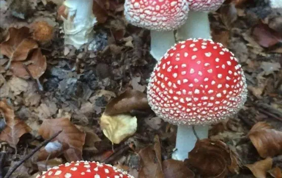 Jamur Baik, Jamur Jahat: Dua Sisi Kingdom Fungi