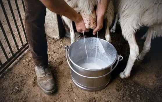 Susu Kambing, Sumber Gizi Lengkap untuk Semua Usia