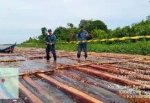 Gakkum Kehutanan Bongkar Peredaran Kayu Ilegal di Ketapang