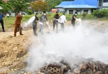 LANAL Nias Musnahkan 227 Ternak Media Pembawa HPHK