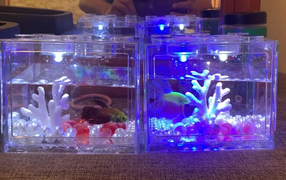 Tip Agar Tetap Sehat Memelihara Ikan Cupang