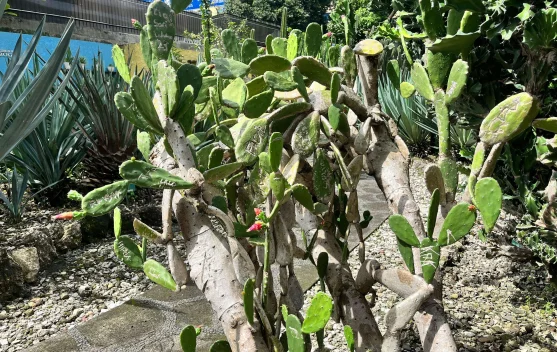 Kaktus Centong, Tanaman Unik Kaya Potensi