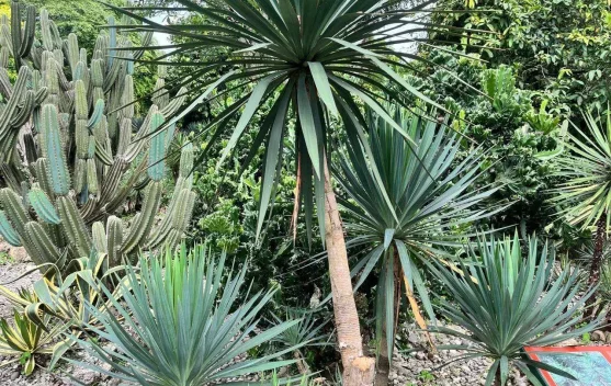Tombak Raja, Tanaman Hias Tangguh nan Eksotik