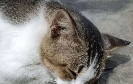 Kucing, Cara Manusia Belajar Tenang