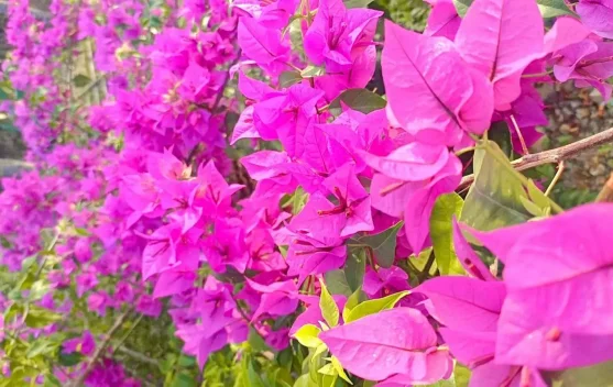 Bougenville, Tanaman Hias Tangguh di Tengah Cuaca Panas
