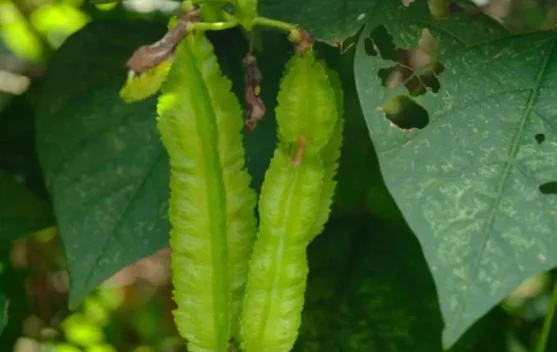 Emas Hijau Terlupakan Manfaat Kecipir untuk Kesehatan