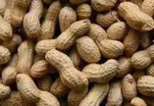 Manfaat Kacang Tanah untuk Kesehatan