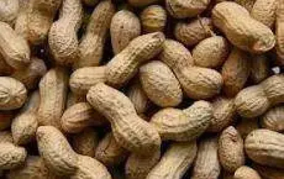 Manfaat Kacang Tanah untuk Kesehatan